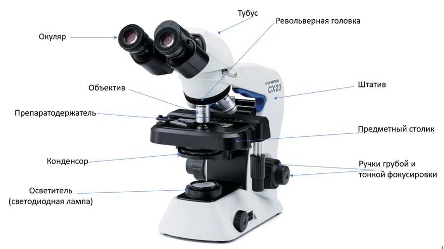 Строение микроскопа рисунок с подписями Строение микроскопа рисунок с подписями